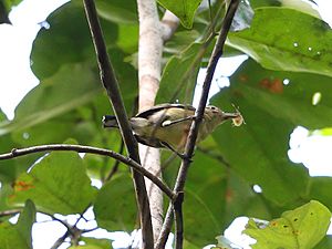 Archivo:Herpsilochmus gentryi - Ancient Antwren 1