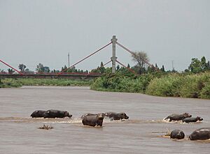 Archivo:Hippos and Bridge, Burundi 067