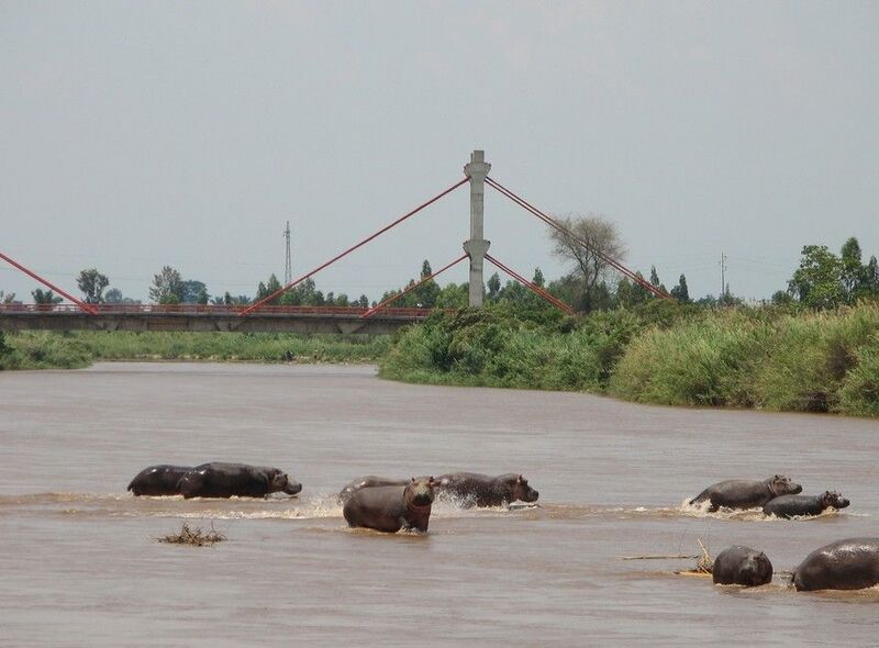 Hippos and Bridge, Burundi 067