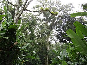 Archivo:Honduran Jungle in Cortes