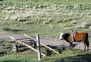 Archivo:Horse for toreador - panoramio