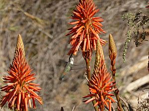 Archivo:Inflorescencia de aloe y un colibrí, en Pisco Elqui, Chile