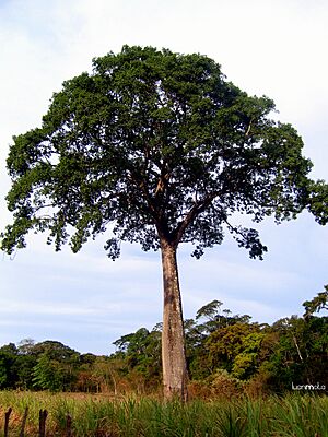 Archivo:Jatoba gigantesco