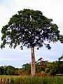 Jatoba gigantesco
