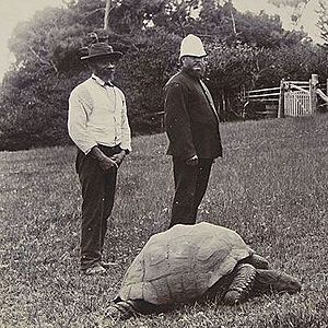 Archivo:Jonathan-the-tortoise-1900