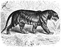 Koenigstiger-drawing