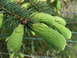 Archivo:Ladybird on spruce - geograph.org.uk - 169977