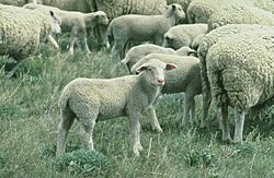 Archivo:Lamb