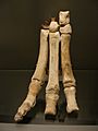 Macrauchenia patachonica hand