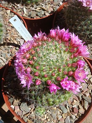 Archivo:Mammillaria-zeilmanniana-20080330