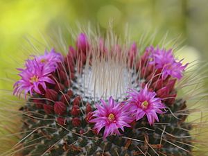 Archivo:Mammillaria geminispina (5694440206)