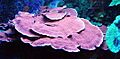 Montipora