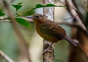 Archivo:Myrmelastes humaythae - Humaita antbird (female), Careiro, Amazonas, Brazil 01