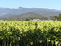MyrtlefordVic20050421gTobaccoCrop
