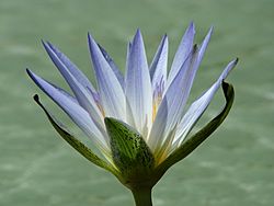 Archivo:Nymphaea caerulea flower
