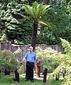 Nzfern.arp.500pix