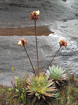 Archivo:Orectanthe sceptrum Roraima