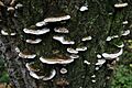 Oxyporus populinus (8029709587)
