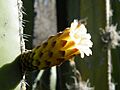 Pachycereus marginatus (1)