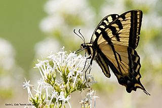 Papilio rutulus 1.jpg