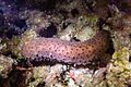 Pepino de mar (Holothuria sanctori), bahía de San Telmo, Valeta, Malta, 2021-08-24, DD 76