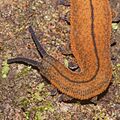 Peripatoides novaezealandiae 317963768