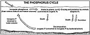 Diagrama del ciclo del fósforo 