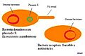 Plasmido R