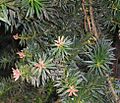 Podocarpus nubigena-flores