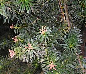 Archivo:Podocarpus nubigena-flores