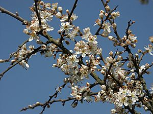 Archivo:Prunus spinosa 130403