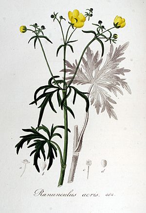 Archivo:Ranunculus acris — Flora Batava — Volume v6
