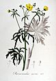 Ranunculus acris — Flora Batava — Volume v6