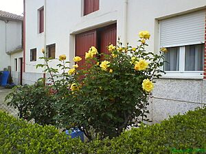 Archivo:Rosas Floridas de Triz en Santiago del Molinillo