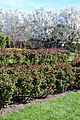 San Jose Municipal Rose Garden 1