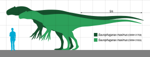 Archivo:Saurophaganax Scale