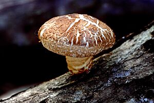 Archivo:Shiitake mushroom