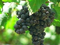 Archivo:Shiraz Grapes