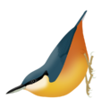 SittaCashmirensis