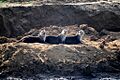 Smooth-coated-otters