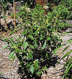 Solanum incompletum (4933769502).jpg
