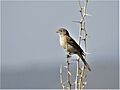Spizella wortheni 45825660