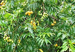 Spondias mombin (Leaves and fruits)