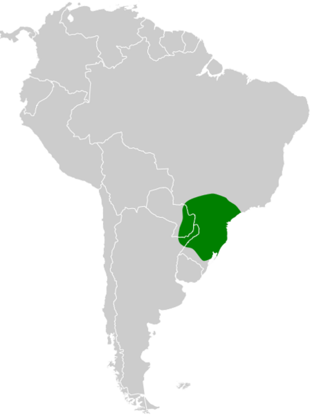 Stephanoxis loddigesii map
