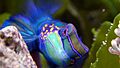 Synchiropus splendidus 5
