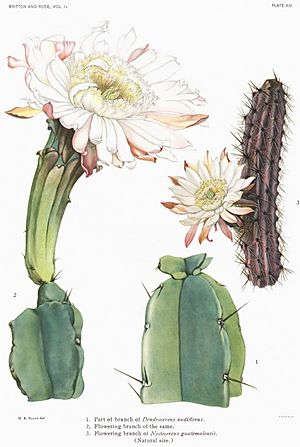 Archivo:The Cactaceae Vol II, plate XIV filtered