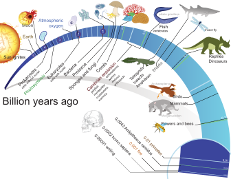 Archivo:Timeline evolution of life