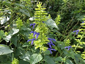 Archivo:Tlacote (Salvia mexicana) I
