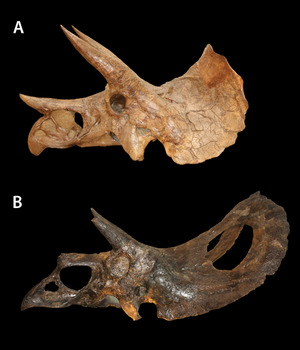 Archivo:Torosaurus and Triceratops