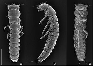 Archivo:Trichomeloe chrysocomus larva